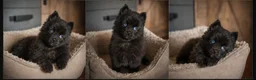 Pomsky honden te koop: Unieke Zwarte Pomsky Reu met Blauwe Ogen in Valkenswaard - Advertentie 3