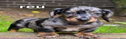 Teckel (korthaar)  honden te koop: Dwergteckel pups  in Vlagtwedde - Advertentie 18