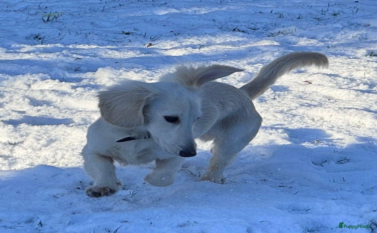 Teckel (korthaar)  honden - Advertentie 1