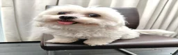Maltipoo honden te koop: Maltipoo pups te koop  - Advertentie 2
