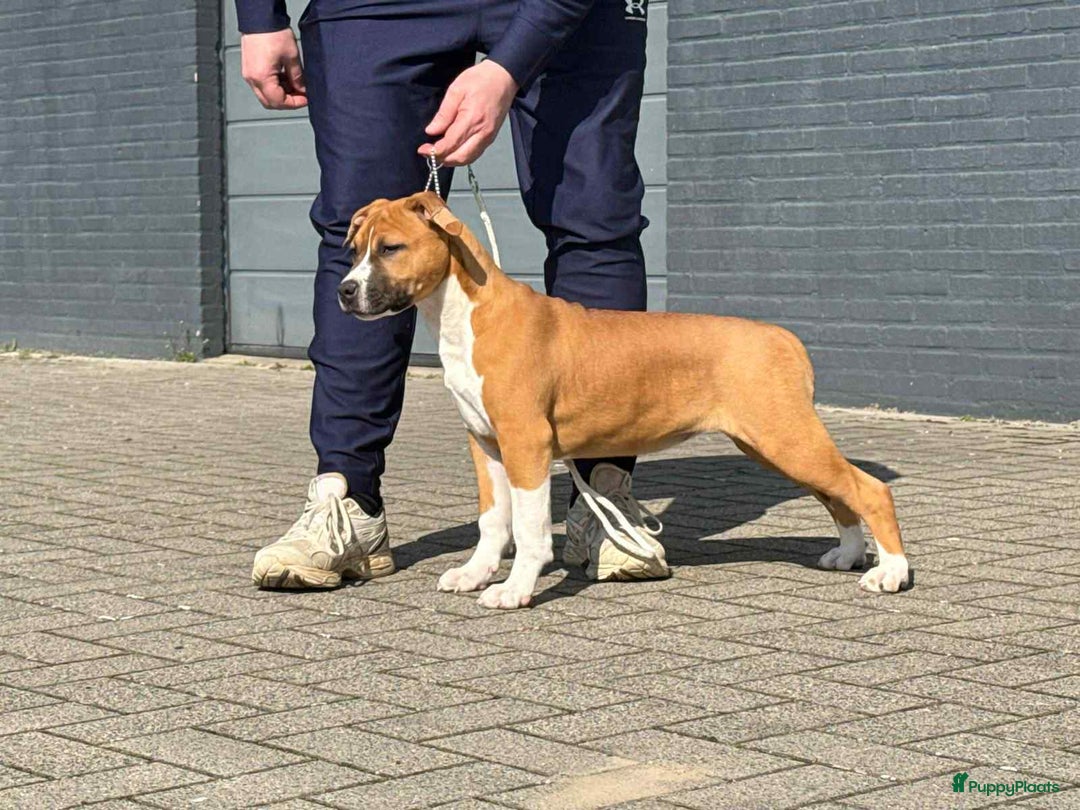 American Staffordshire Terriër honden te koop: American Staffordshire Terrier pup met stamboom  - Afbeelding 1