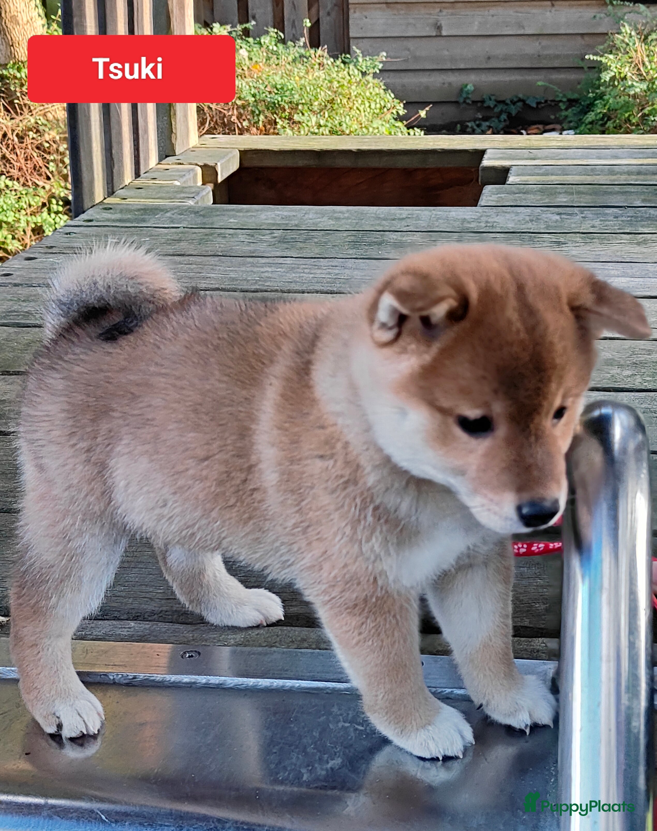 Shiba honden Shiba Inu pups met FCI stamboom - Advertentie 1