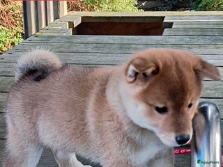 Shiba honden Shiba Inu pups met FCI stamboom - Advertentie 2
