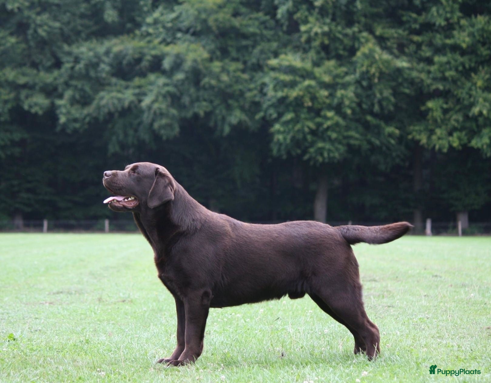 Labrador Retriever honden Verwacht Nestje zwarte Labradors - Advertentie 2