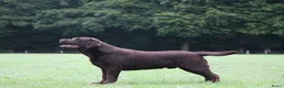 Labrador Retriever honden te koop: Verwacht Nestje zwarte Labradors - Advertentie 2
