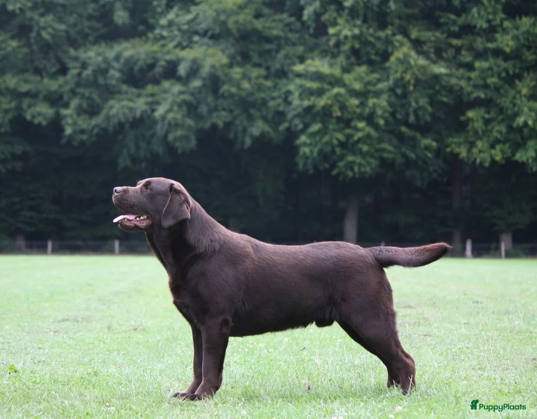 Labrador Retriever honden te koop: Verwacht Nestje zwarte Labradors - Advertentie 2