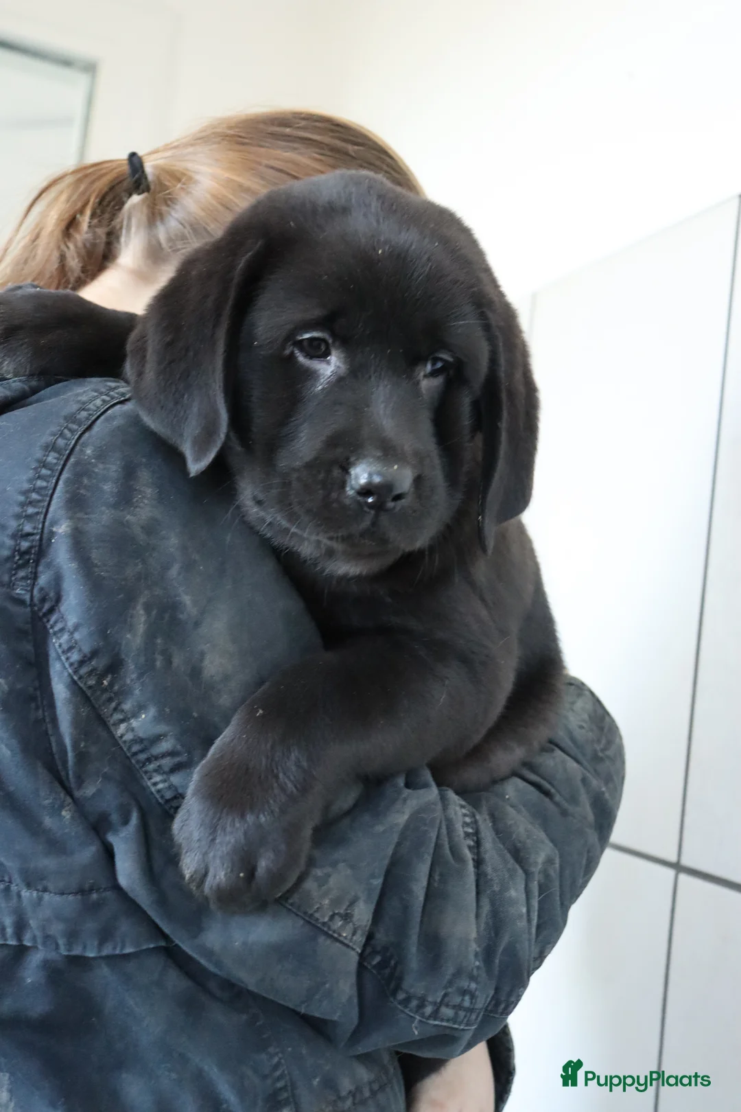 Labrador Retriever honden te koop: Hele lieve labrador pups te koop! - Advertentie 6