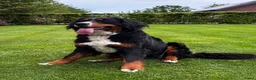 Berner Sennenhond honden te koop: Prachtige Berner Sennenpups met stamboom - Advertentie 4