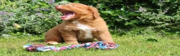 Nova Scotia Duck Tolling Retriever honden te koop: Mooie nova scotia duck tolling retriever pups  - Advertentie 6