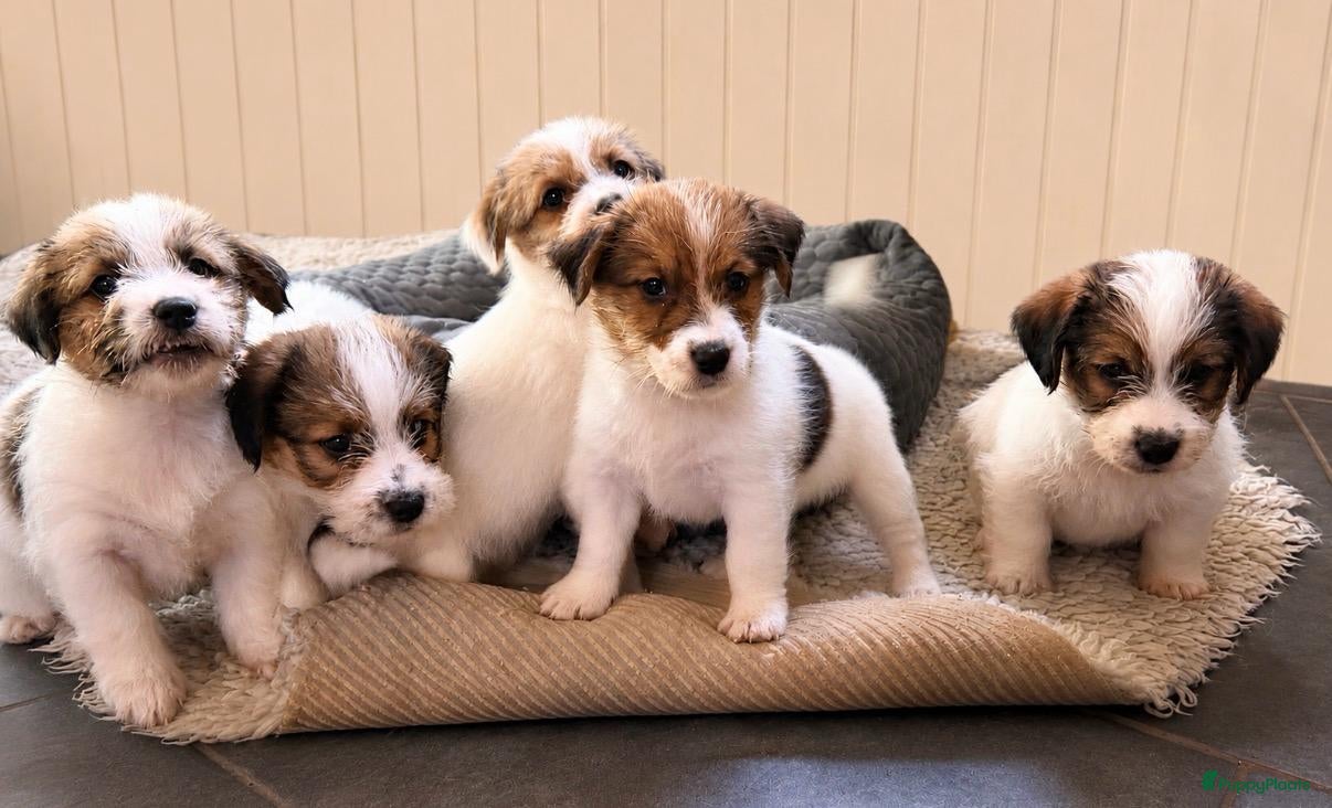 Jack Russel Terriër honden Jackrussell terrier pups met stambomen  - Advertentie 2
