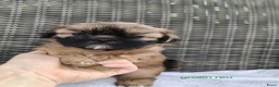 Shih Tzu honden te koop: Mooie Shih Tzu pups - Advertentie 3