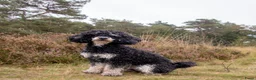Dwergpoedel honden te koop: Rode en phantom dwergpoedel - Advertentie 1