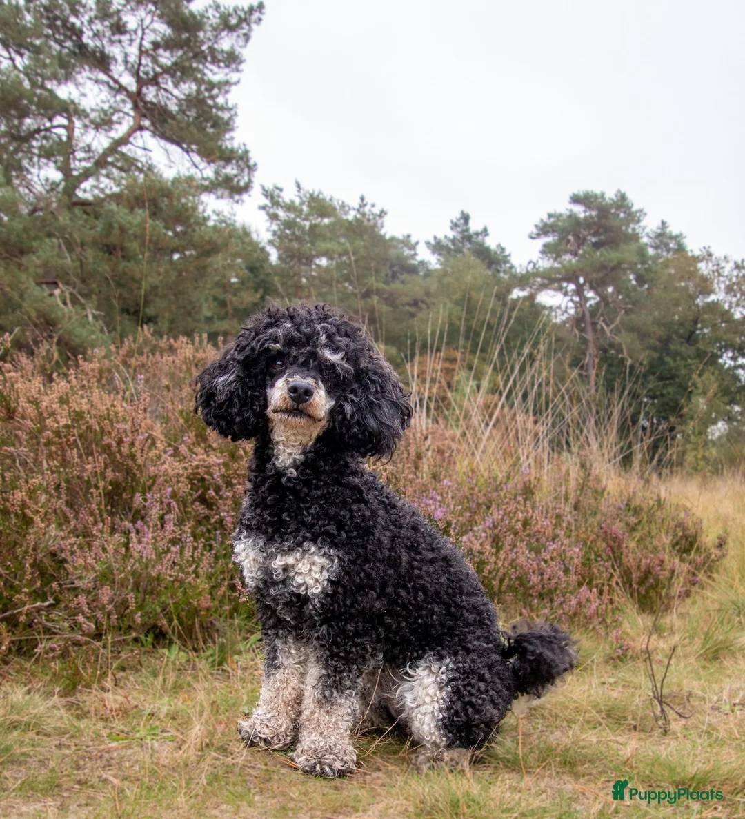 Dwergpoedel honden te koop: Rode en phantom dwergpoedel - Advertentie 1