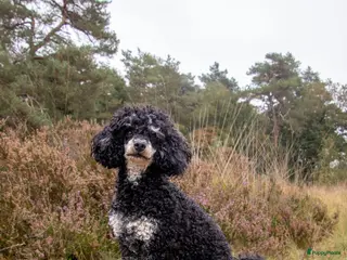 Dwergpoedel honden Rode en phantom dwergpoedel - Advertentie 9