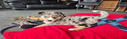 Kruising honden te koop: Mini Australian shepherd pup reutje  - Advertentie 19