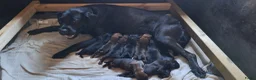 Kruising honden te koop: Unieke leuke kruising boxador x boxer pups - Advertentie 13
