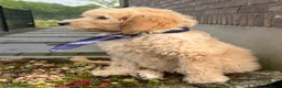 Labradoodle honden te koop: Labradoodle medium pups. Mogen ook naar Belgie. - Advertentie 5
