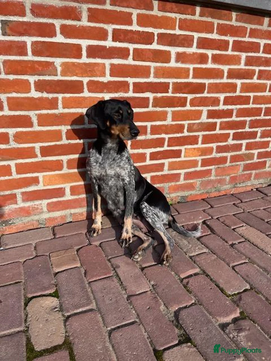 Boerenfox honden te koop: Boerenfox pups in Castelre - Advertentie 2