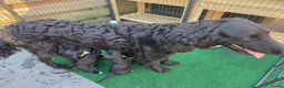Kruising honden te koop: Prachtige Labradoodle x Dalmatiër puppy's! - Advertentie 7