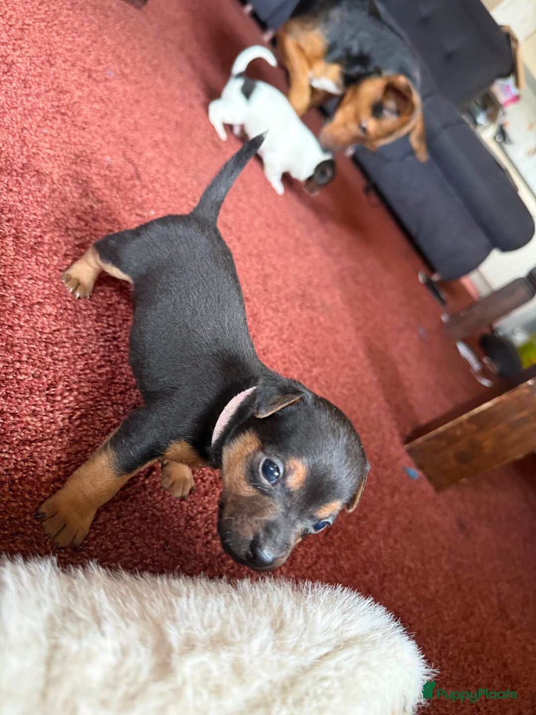 Jack Russel Terriër honden te koop: Jack russel pups - Advertentie 8