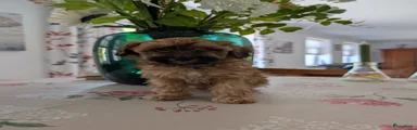 Maltipoo Puppy 3
