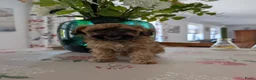 Maltipoo honden te koop: Maltipoo pups - Advertentie 11