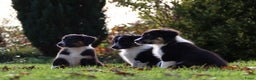 Kruising honden te koop: border collie (australische) herder - Advertentie 6