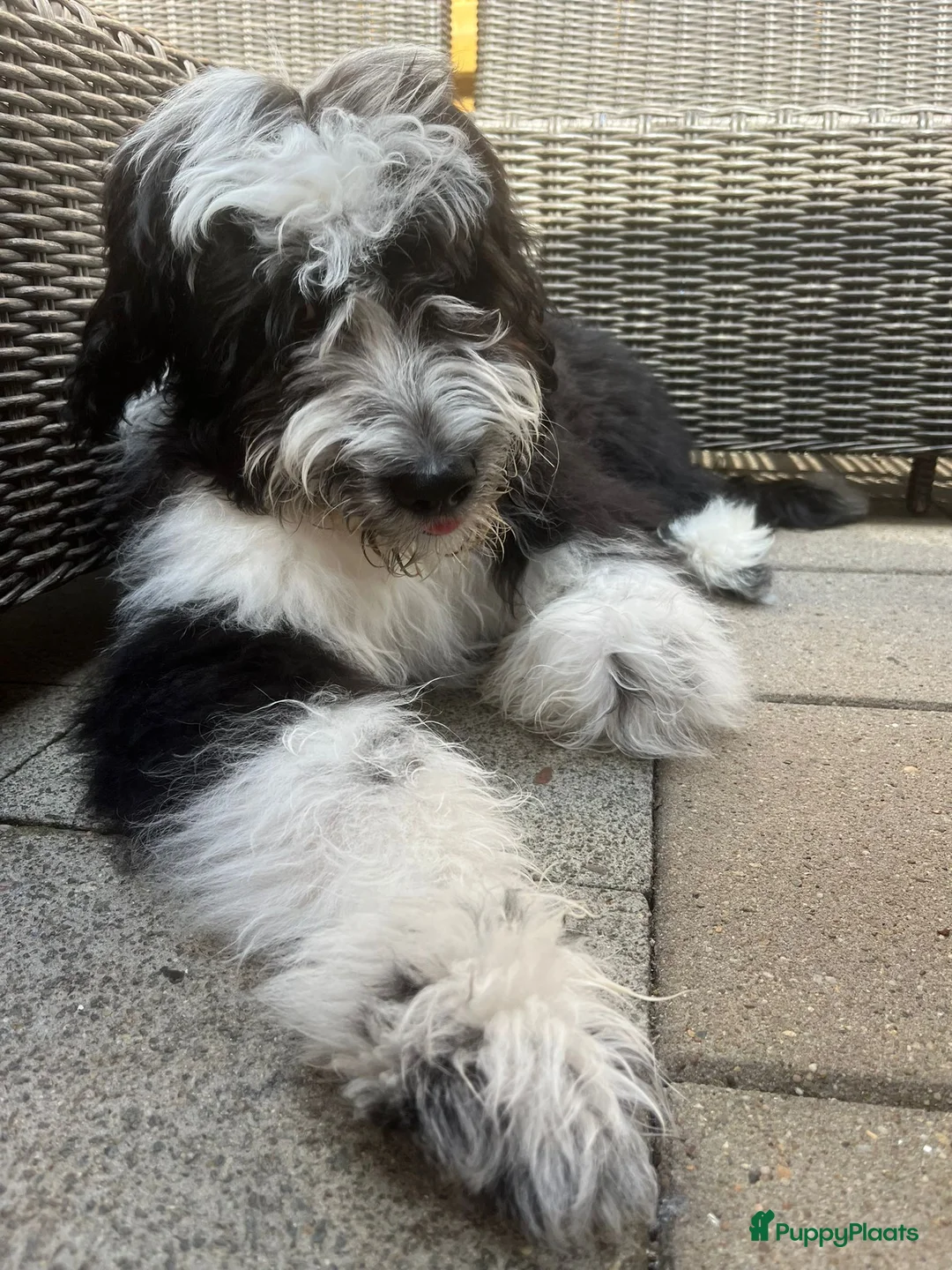 Aussiedoodle honden te koop: Prachtige Ausiedoodle in Luyksgestel - Advertentie 3