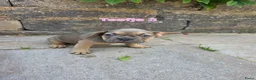 Franse Bulldog honden te koop: Mooie franse bulldog pups mogen nestje verlaten  - Advertentie 10