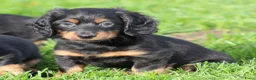Teckel (langhaar) honden te koop: Teckel pups Black& tan langhaar - Advertentie 4