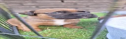 Kruising honden te koop: Unieke leuke kruising boxador x boxer pups - Advertentie 3