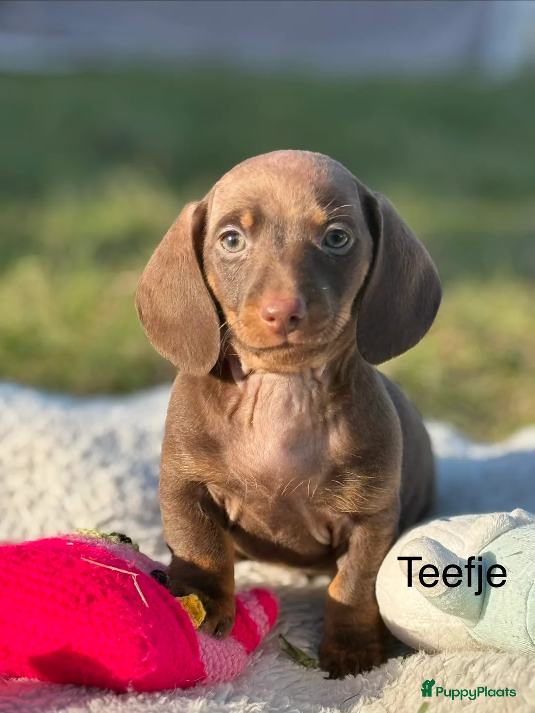 Teckel (korthaar)  honden te koop: Dwergteckel  puppies  - Advertentie 21