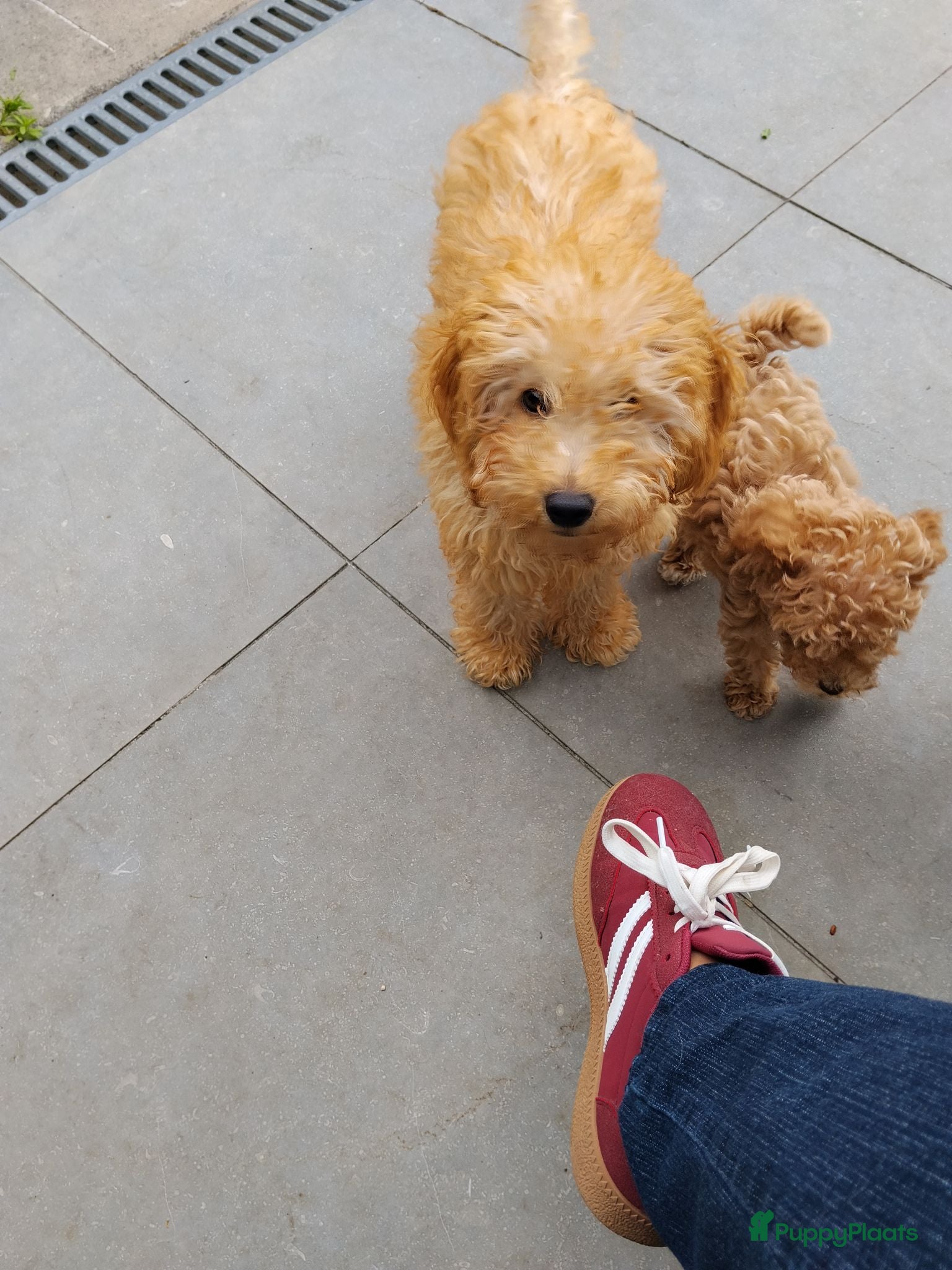 Labradoodle honden Labradoodle 15 weken - Advertentie 1