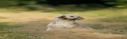 Labradoodle honden te koop: Prachtige Labradoodle pups – Choco Merle & Choco  - Advertentie 10