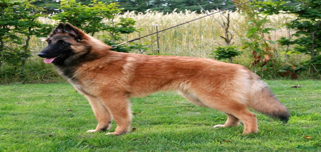 Galerij afbeelding {{count}}