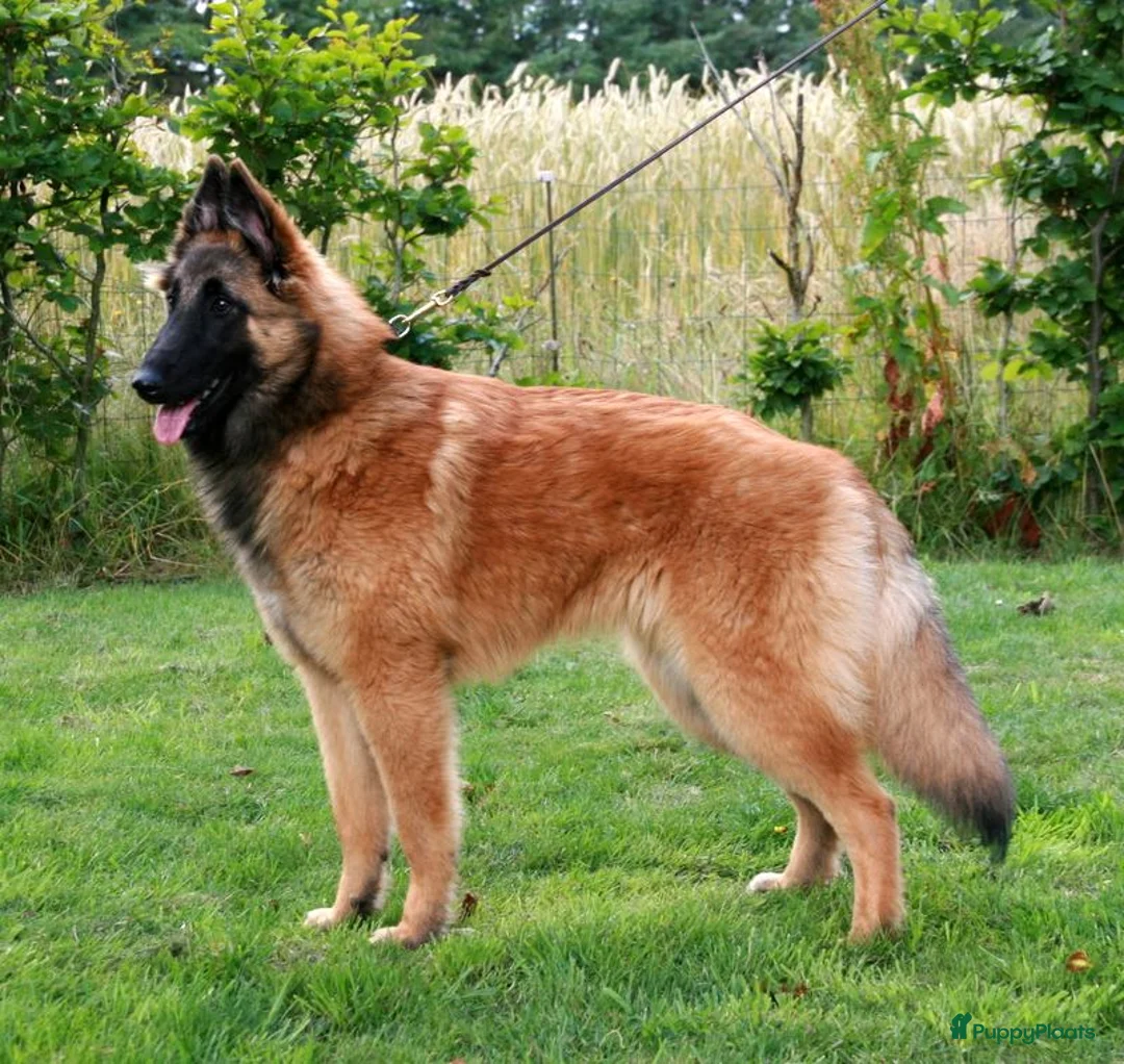 Galerij afbeelding {{count}}