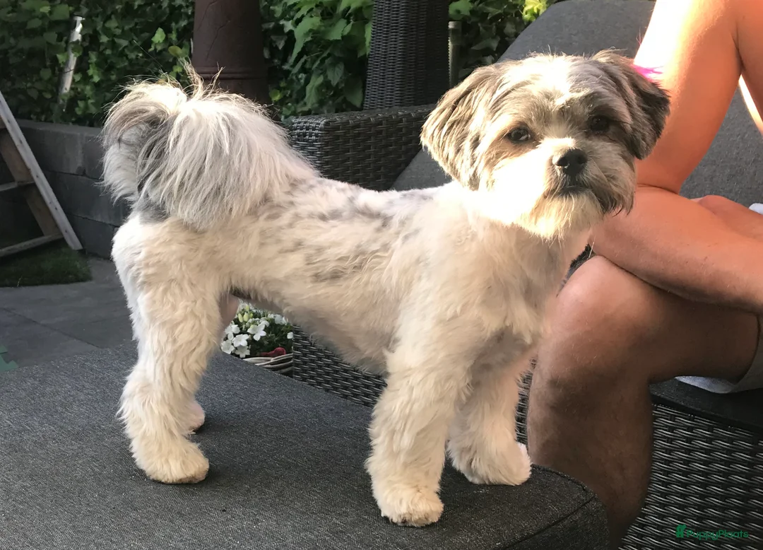 Maltipoo honden te koop: Laatste Maltipoo puppy reutje, in huis opgegroeid - Advertentie 12