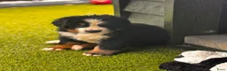 Berner Sennenhond honden te koop: Berner sennen reutje gereserveerd - Advertentie 7