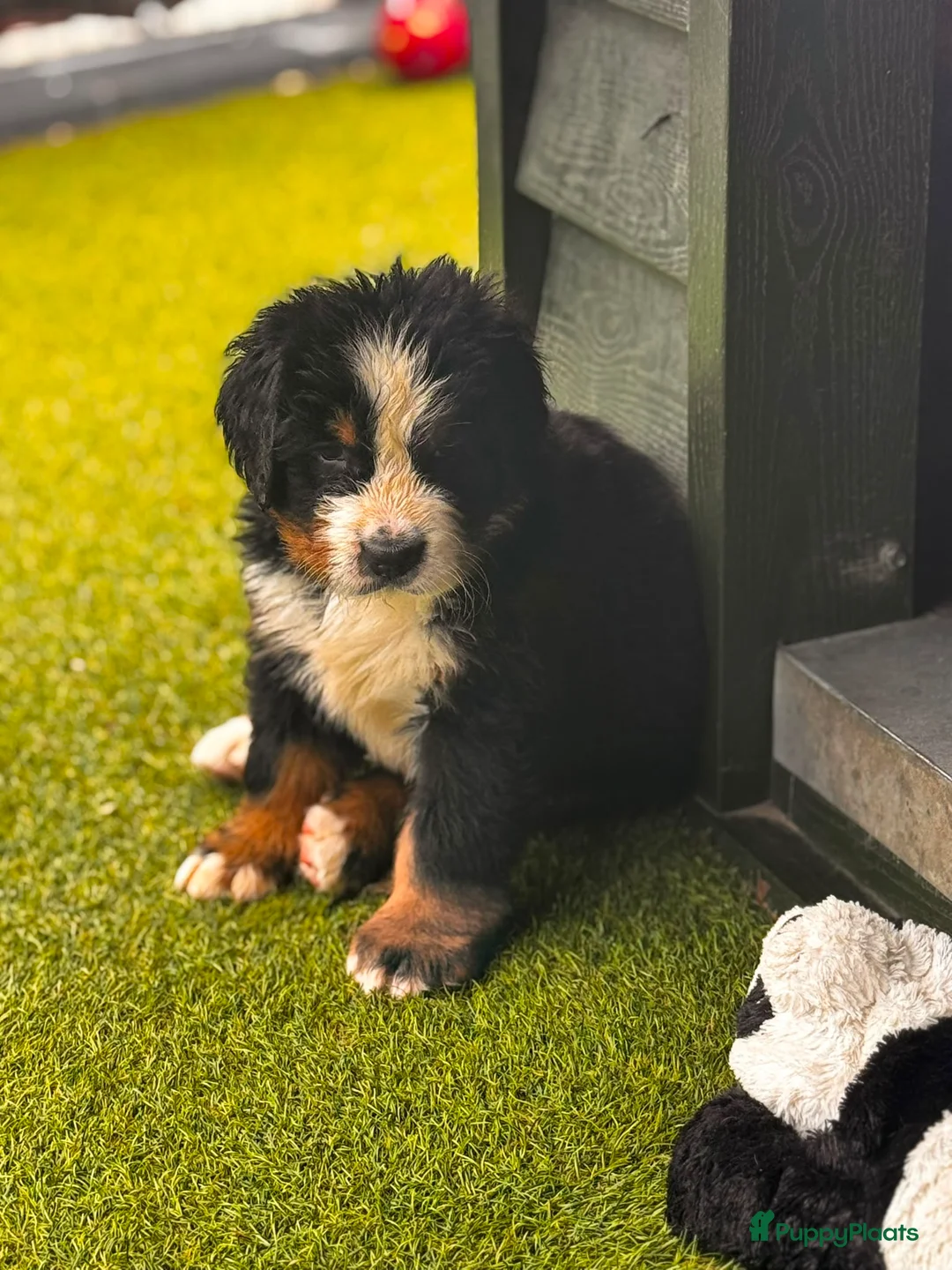 Berner Sennenhond honden te koop: Berner sennen reutje gereserveerd - Advertentie 7