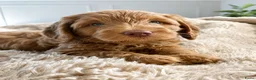 Australian Labradoodle honden te koop: Australian Labradoodle Reu Rood/Blauwe ogen - Advertentie 1