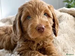Australian Labradoodle honden Australian Labradoodle Reu Rood/Blauwe ogen - Advertentie 2
