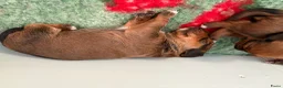 Kruising honden te koop: Teckel kruising pups  - Advertentie 13