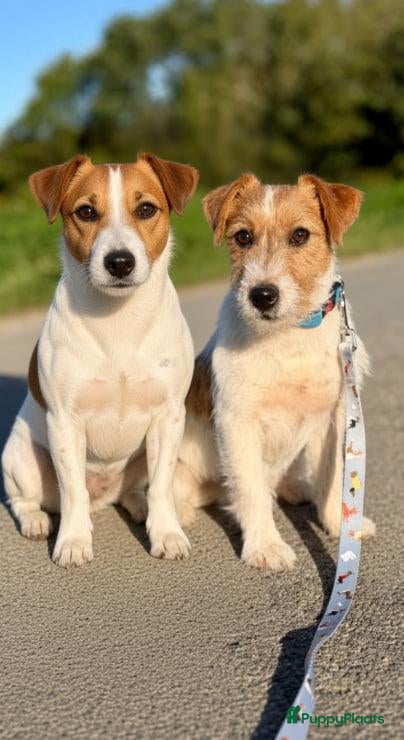 Jack Russel Terriër honden Jack Russell pups zoeken  - Advertentie 4