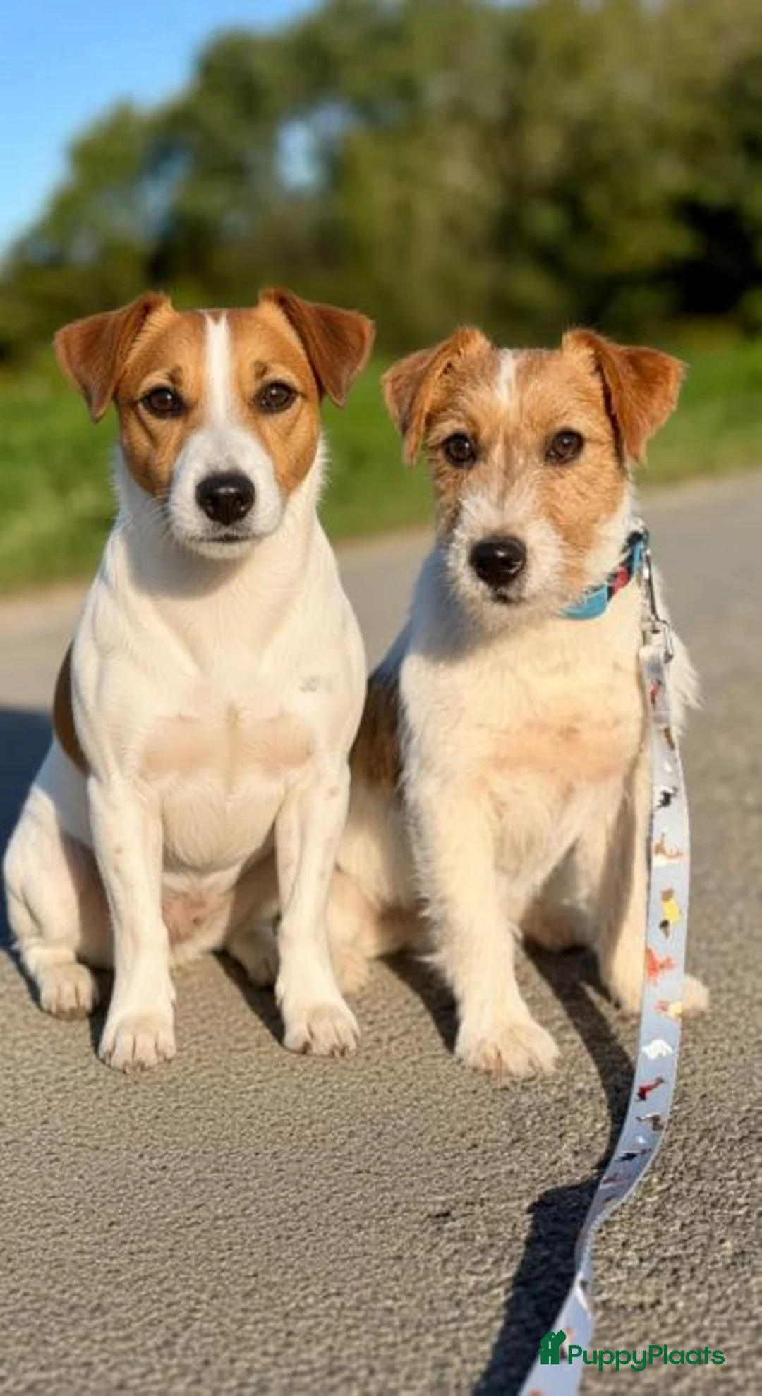 Jack Russel Terriër honden te koop: Jack Russell pups zoeken  - Advertentie 1