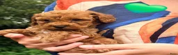 Kruising honden te koop: Kleine poedel pups (toypoedel x dwergpoedel) - Advertentie 8