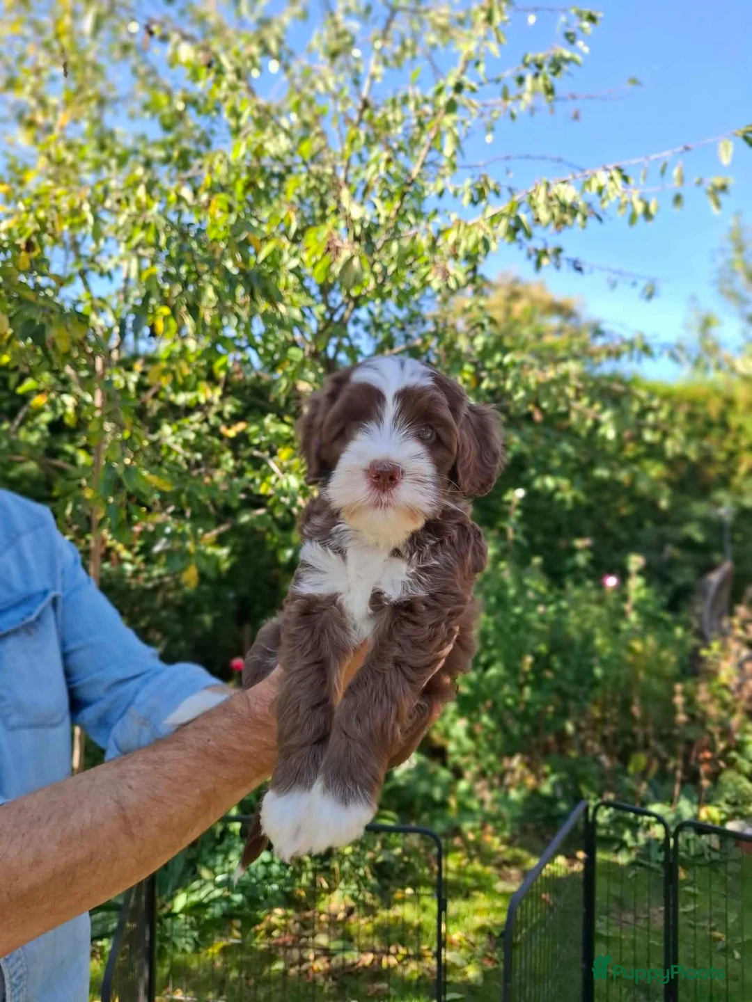 Australian Labradoodle honden te koop: Australian Labradoodle mini pups - Advertentie 2