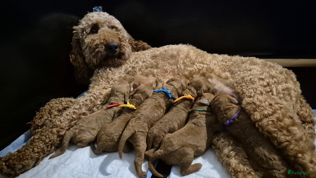Poedel honden te koop: Middenslag poedels in Schuinesloot - Afbeelding 14