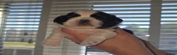 Shih Tzu honden te koop: Te koop raszuivere shih-tzu pup met fci stamboom  - Advertentie 2