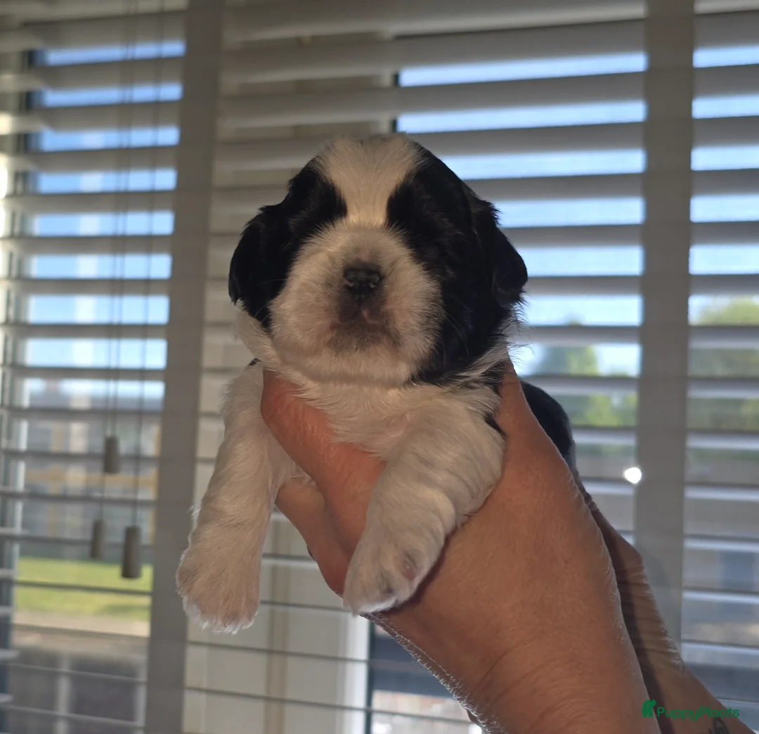 Shih Tzu honden te koop: Te koop raszuivere shih-tzu pup met fci stamboom  - Advertentie 2