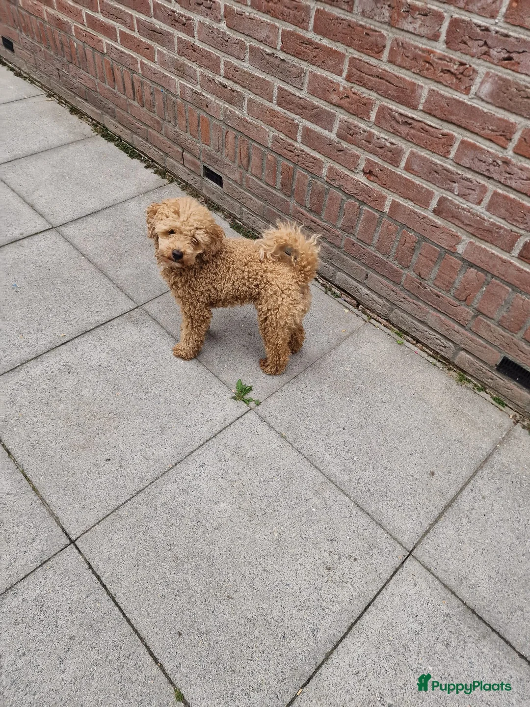 Poedel Toy honden ter dekking: Dekreu beschikbaar: Toy Poedel met FCI stamboom  - Advertentie 1